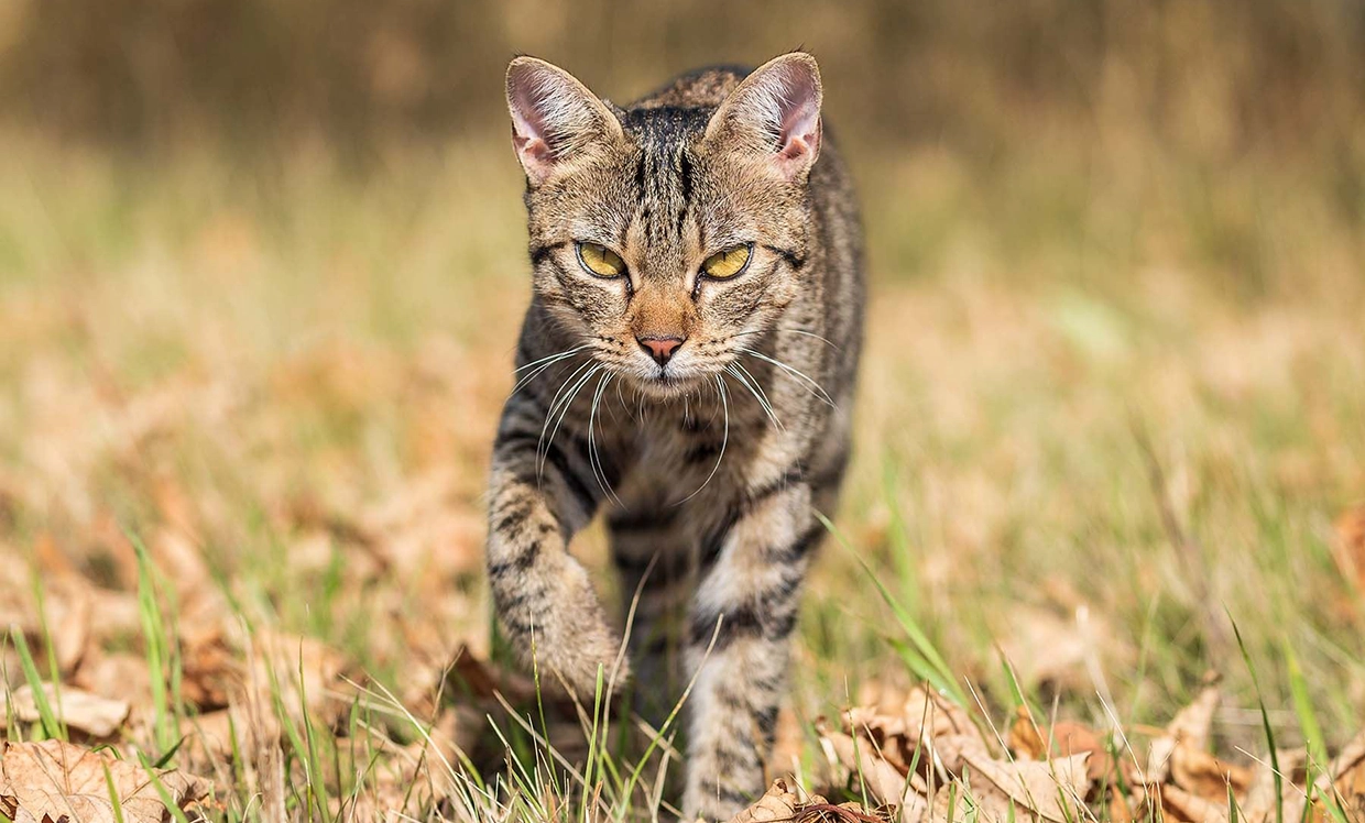 Ein einheimische Wildkatze bewegt sich durch Laub und Grass. Die blick frontal in die Kamera.