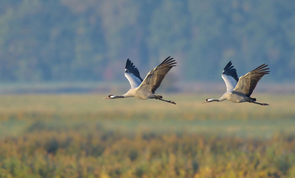 Zwei Kraniche fliegen von rechts nach links durchs Bild. Im Hintergrund sieht man mit Unschärfe Wald und Wiese.