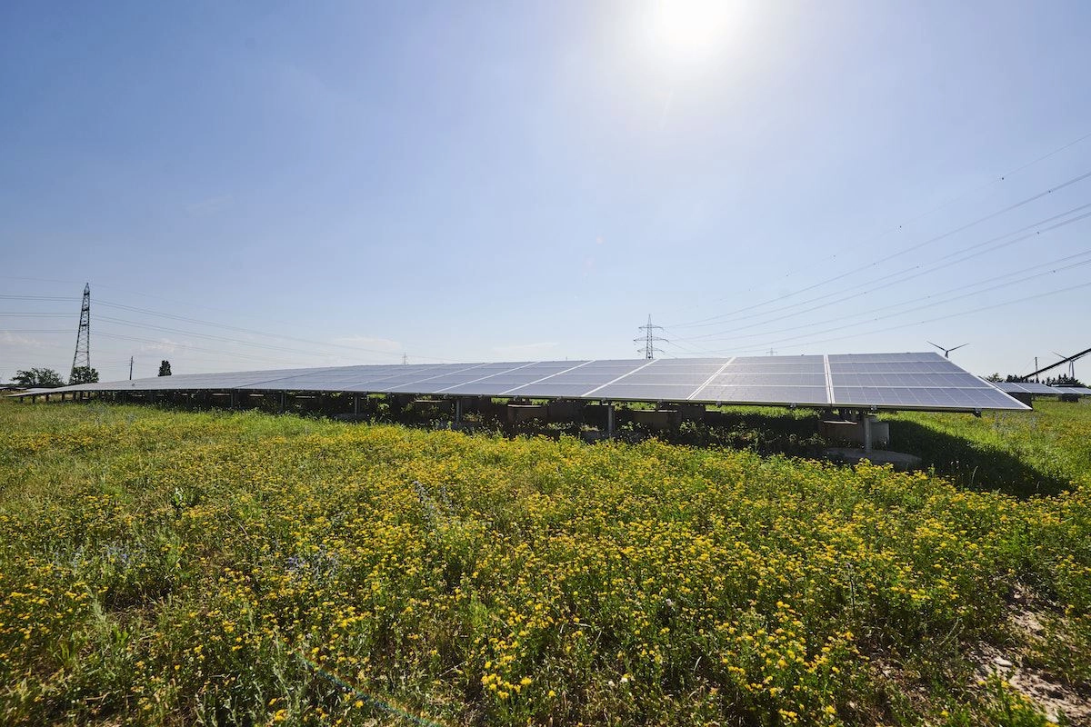 Wir befinden uns in einer gelben Blumenwiesen. Im Mittelgrund ist eine Photovoltaik-Anlage zu sehen. Die Sonne scheint über einigen Strommasten im Hintergrund.