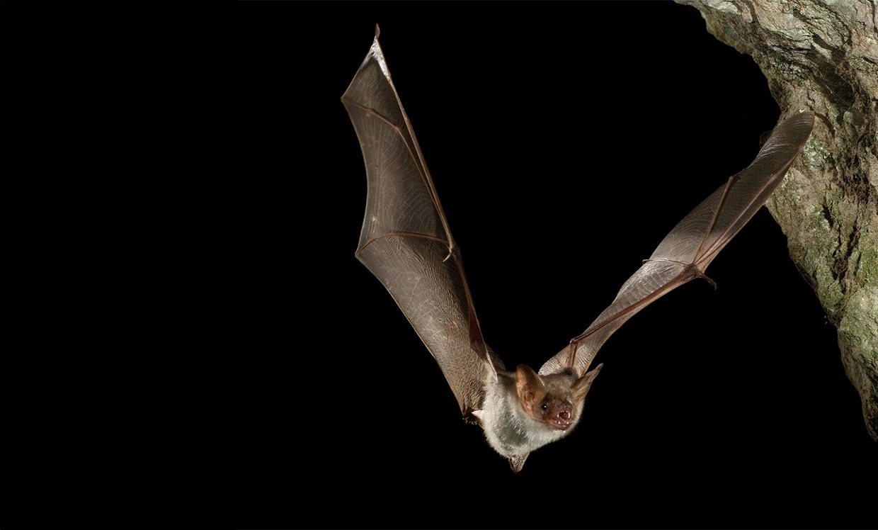 Man sieht eine Momentaufnahme einer Fledermaus bei Nacht im Flug.