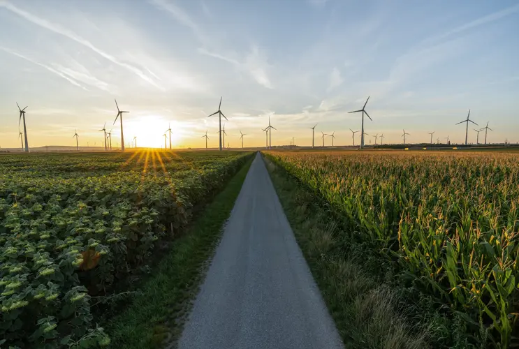 Ein Radweg trennt ein Sonnenblumenfeld von einem Rapsfeld. Die Sonne geht langsam hinter einen kleinen Windradpark unter.