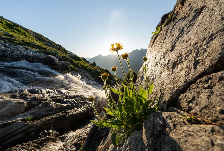 Ein Bergbach bahnt sich seinen Weg in die Tiefe. Die Sonne strahl und der Himmel ist blau. Ein gelbe Blume steht im Vordergrund.