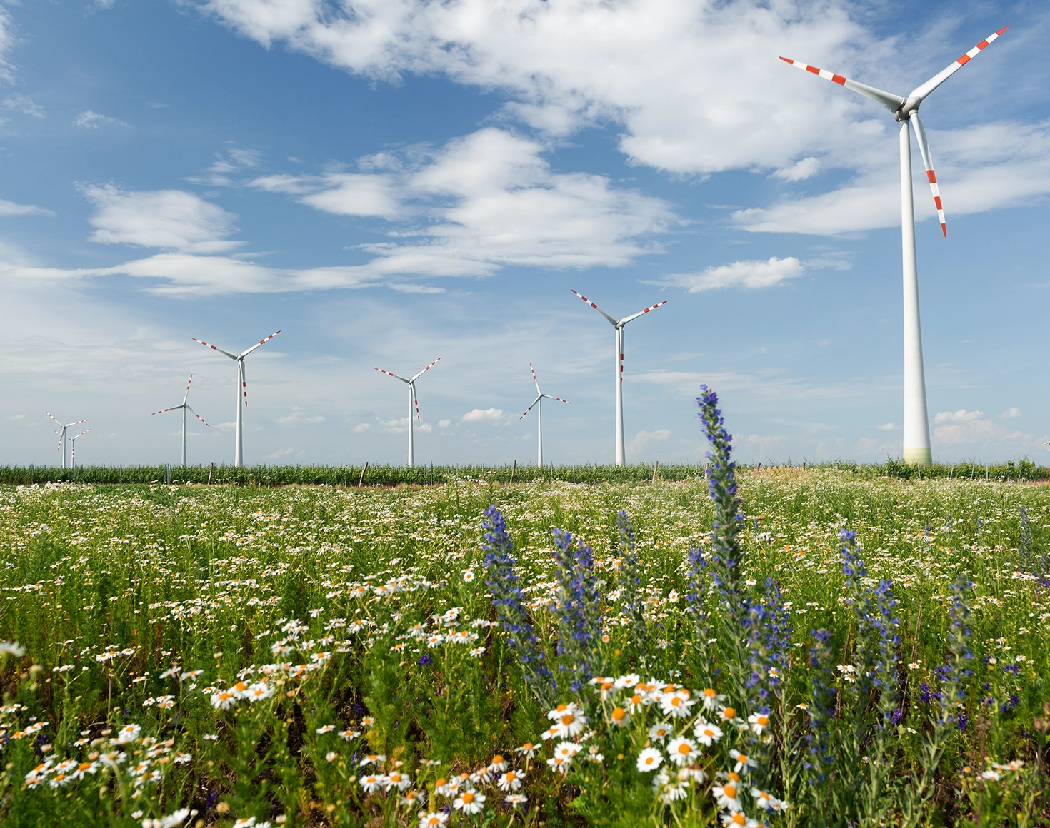 Im Vordergrund ist eine bunte Blumenwiese zu sehen – im Hintergrund einige Windräder und einen blauer Himmel.