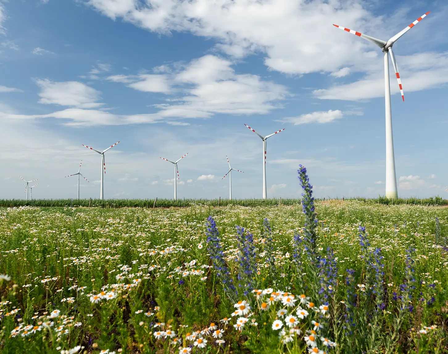 Im Vordergrund ist eine bunte Blumenwiese zu sehen – im Hintergrund einige Windräder und einen blauer Himmel.