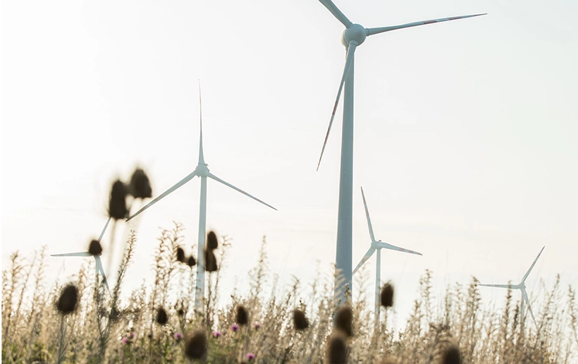 Die Gräser im Vordergrundes Bildes umspielt eine dezente Unschärfe. Im Hintergrund sind einige Windräder zu sehen.